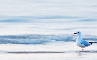 Seagull standing beach looking water - a seagull free wallpaper for desktop