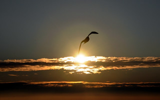 Bird flying sunset sun clouds - the sun in the background free wallpaper for desktop