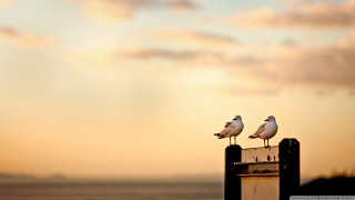 Seagulls post beach sunset dawn - free bird wallpaper