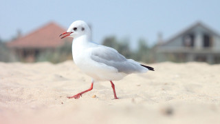 White bird red beak sand - upper free wallpaper
