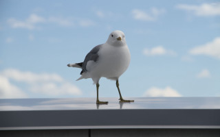 Seagull roof legs crossed head - a seagull free wallpaper