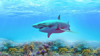 Large white shark coral reef - nearby free wallpaper