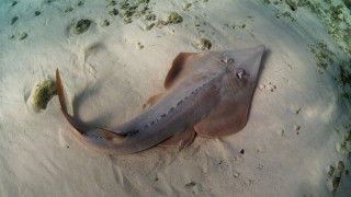 Large fish sandy beach water - a large fish free wallpaper