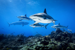 Sharks coral reef diver sunny - nearby free wallpaper