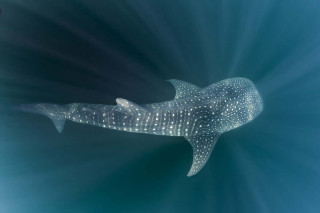 Whale swimming ocean light fish - arie smit free wallpaper