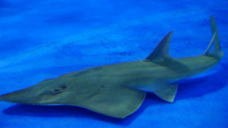 Large gray shark swimming blue - a blue pool of water free wallpaper