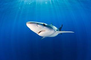 Shark swimming ocean sunbeam person - a shark swimming in the ocean free wallpaper for desktop