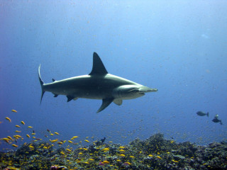 Large white shark swimming ocean 2 - fish free wallpaper