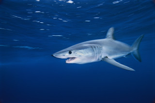 White shark open mouth digital - mouth wide open free wallpaper