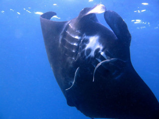 Dolphin aurora starry sky ocean - underwater free wallpaper for desktop