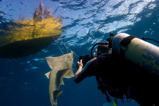 Man holding fish underwater yellow - a fish free wallpaper for desktop