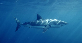 Great white shark swimming ocean 2 - its back end free wallpaper