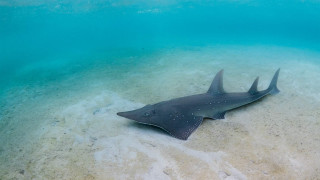 Black white shark beach ocean - a sandy beach next free wallpaper