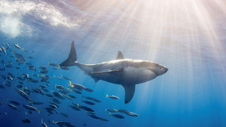 Large shark swimming ocean fish - a large shark swimming in the ocean free wallpaper