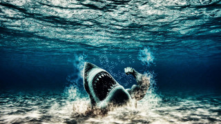 Shark swimming ocean mouth open - its mouth open free wallpaper