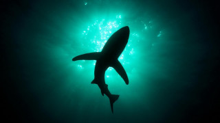 Shark swimming ocean night light - arie smit free wallpaper