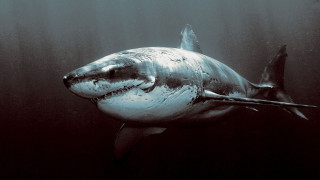 Shark ocean black and white - damien hirst free wallpaper