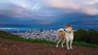 Dog hill city dusk cloudy - dramatic free wallpaper