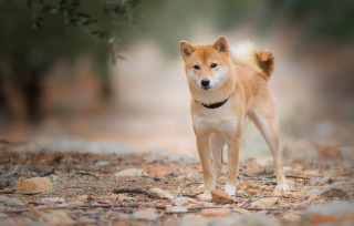 Small dog rocky ground woods - rocky free wallpaper for desktop