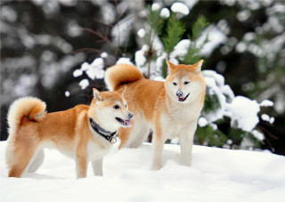 Two dogs standing snow mouths - two dog free wallpaper for desktop