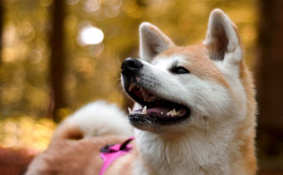 Two dogs woods panting smiling - smiling free wallpaper for desktop