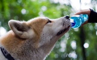 Dog drinking water bottle hand - a persons hand free wallpaper