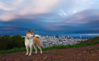 Dog hill city dusk clouds 3 - dusk free wallpaper