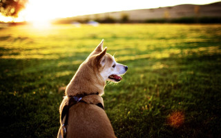 Dog sitting grass looking up 3 - the grass behind free wallpaper