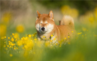 Dog laying field flowers grass - a field of flowers and grass free wallpaper