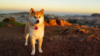 Dog dirt hill city sunset - golden hour free wallpaper