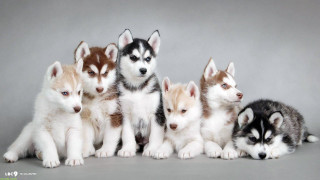 Husky puppies group gray background - husky free wallpaper