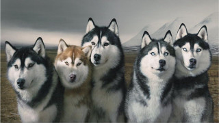 Husky dogs field grass snow - bourgeoi free wallpaper for desktop