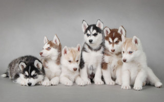 Husky puppies sitting gray background - husky free wallpaper for desktop