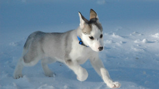 Husky running snow paw air - husky free wallpaper for desktop