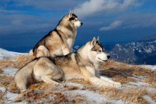 Husky dogs snowy hill mountains - a snowy hill free wallpaper