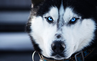 Husky blue eyes serious look - husky free wallpaper