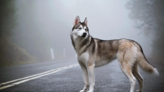 Husky foggy road woods dog - a statue free wallpaper