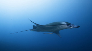 Large fish swimming ocean long - a long tail free wallpaper