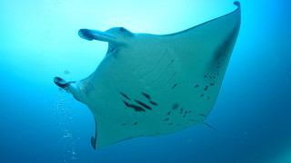 Manta ray swimming ocean blue - underwater free wallpaper for desktop