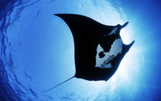 Manta ray swims through water - aquirax uno free wallpaper
