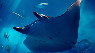 Large fish swimming water manta - other fish free wallpaper