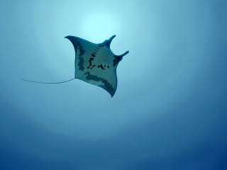 Stingfish blue black underwater gradient - a black nose free wallpaper for desktop