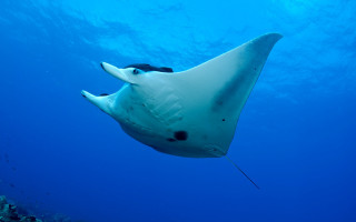 Large fish coral reef diver - blue water free wallpaper