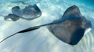 Stingrays swimming ocean beach sand - underwater free wallpaper for desktop