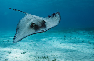Large stingfish swimming ocean hook - underwater free wallpaper for desktop