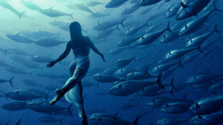 Woman standing group fish ocean - annie leibovitz free wallpaper for desktop