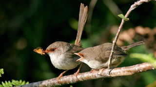 Two birds sitting branch beaks 2 - their beak free wallpaper