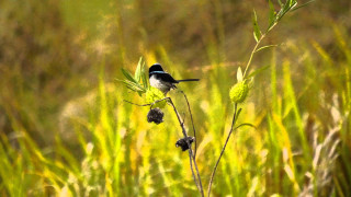 Small bird plant field grass - nature photography free wallpaper
