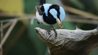 Small bird perched branch tree 7 - elizabeth durack free wallpaper