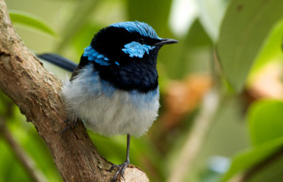 Blue bird perched leaves outdoors - elizabeth durack free wallpaper